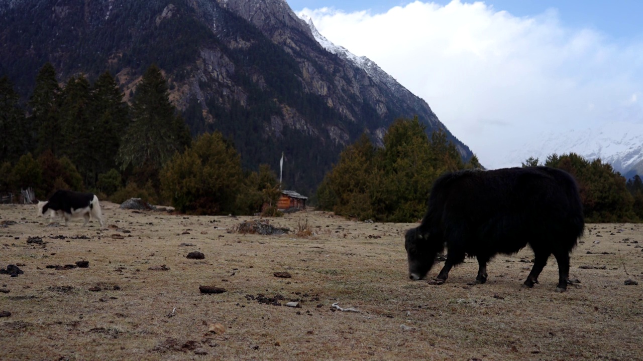 西藏牦牛视频素材