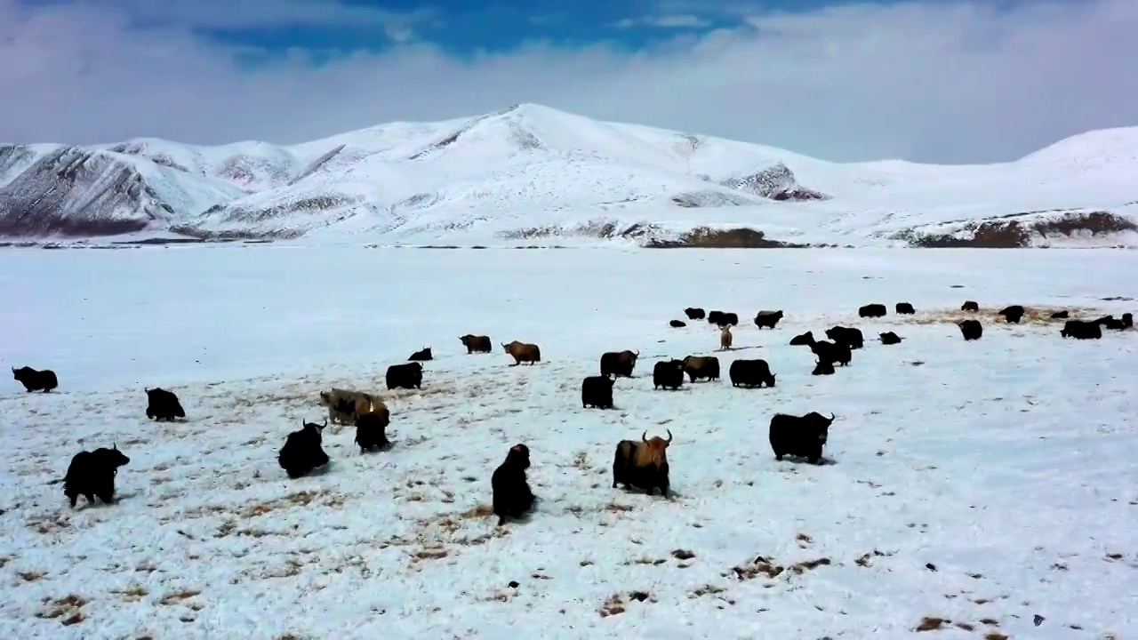 航拍西藏雪山牦牛视频素材