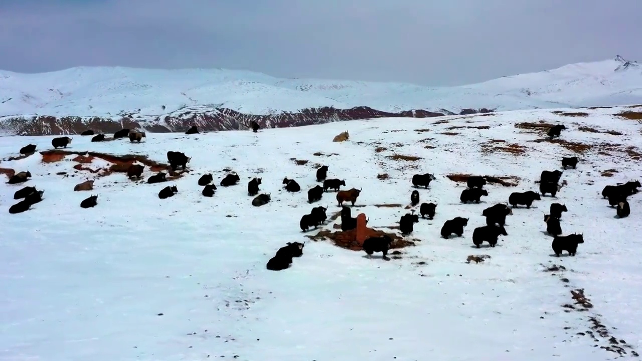 航拍西藏雪山牦牛视频素材