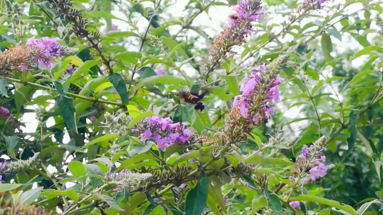 蜂鸟鹰蛾（Macroglossum stellatarum）视频素材