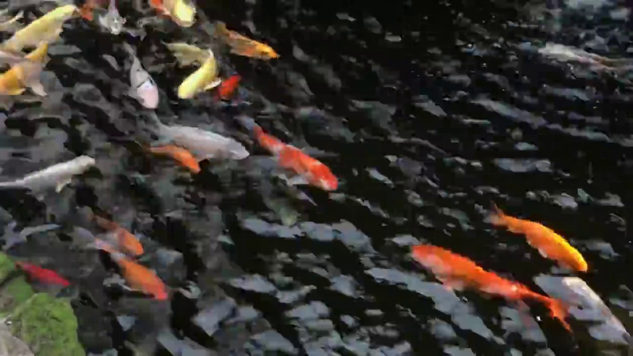 水池里的彩色鲤鱼视频素材