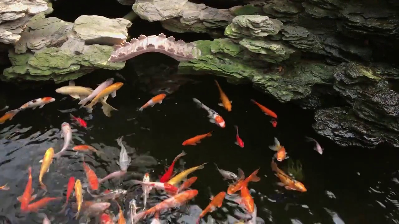 水池里的彩色鲤鱼视频素材