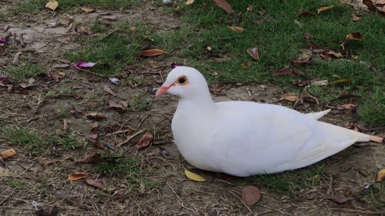 白色的鸽子在草地上休憩视频素材