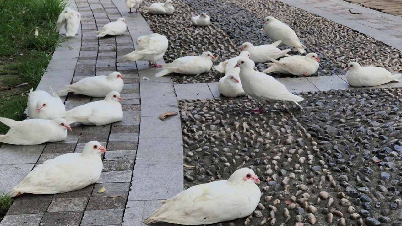 白色的鸽子在草地上休憩视频素材