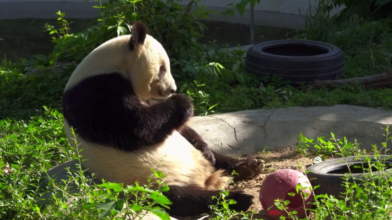 4K手持拍摄动物园熊猫进食视频素材