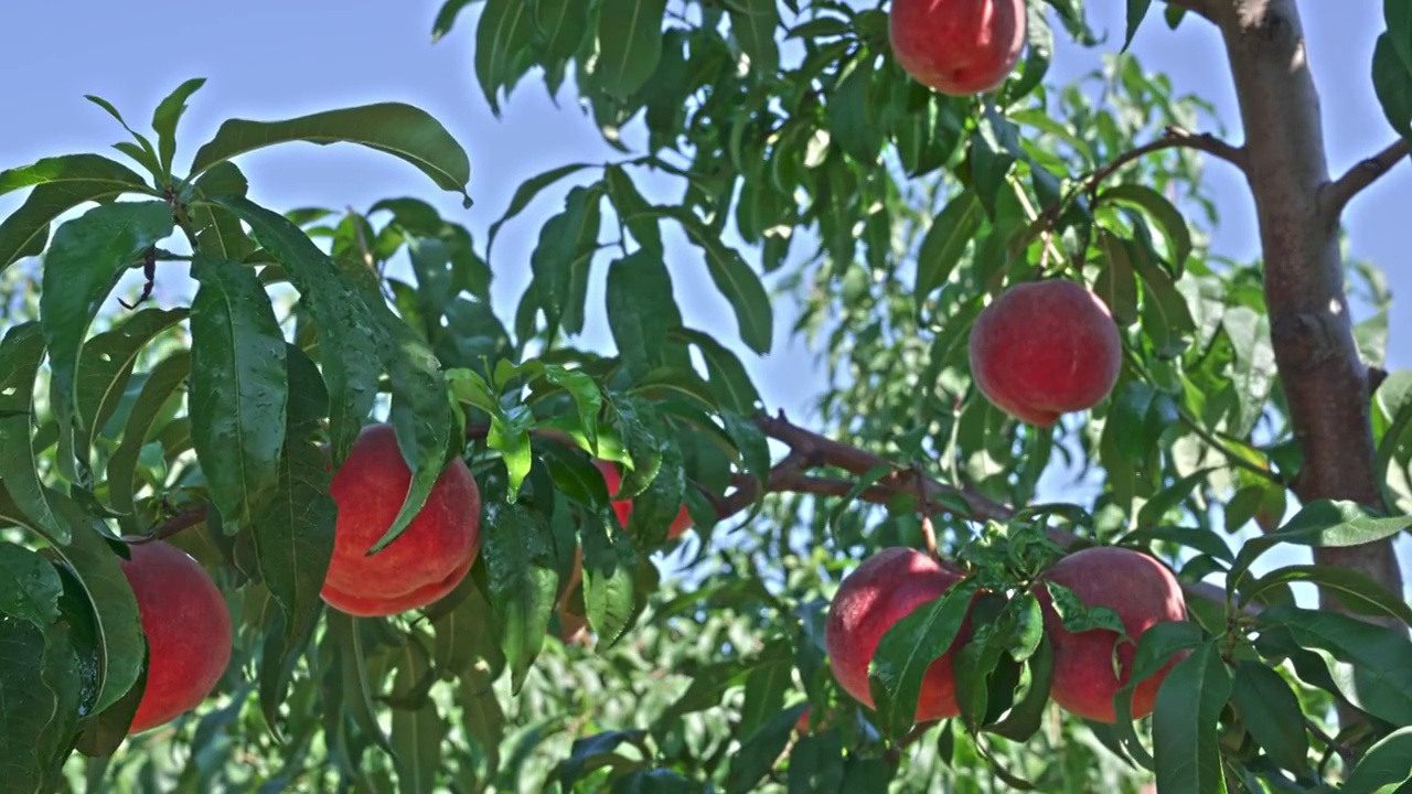 丰收的桃园枝头挂满成熟的桃子视频素材