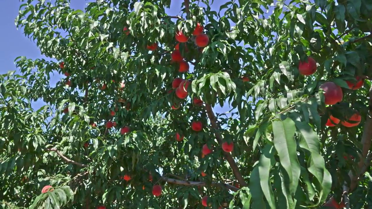 丰收的桃园枝头挂满成熟的桃子视频素材