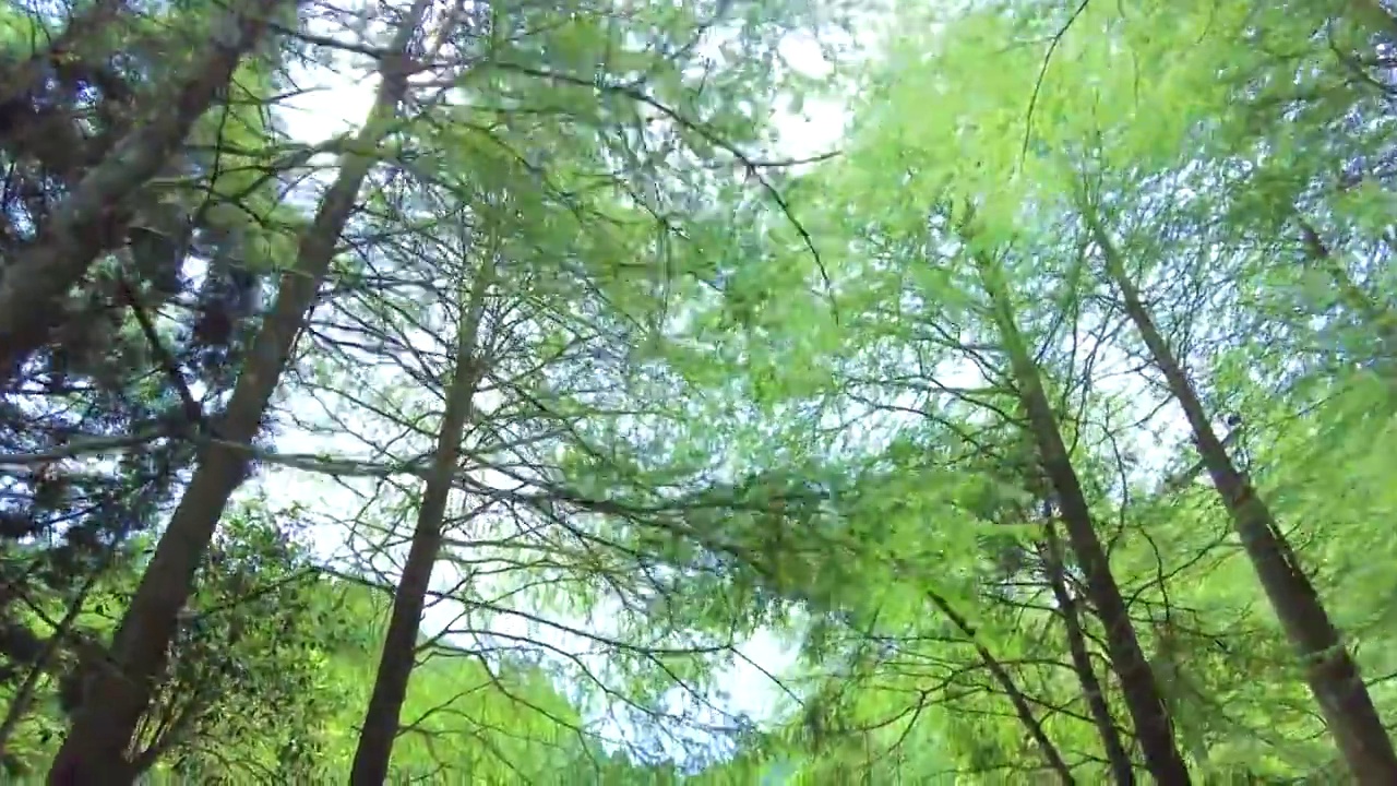 原始森林绿色树枝遮天蔽日视频素材