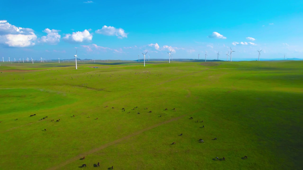 中国内蒙古乌兰察布辉腾锡勒草原上的风电场和牛群航拍视频素材