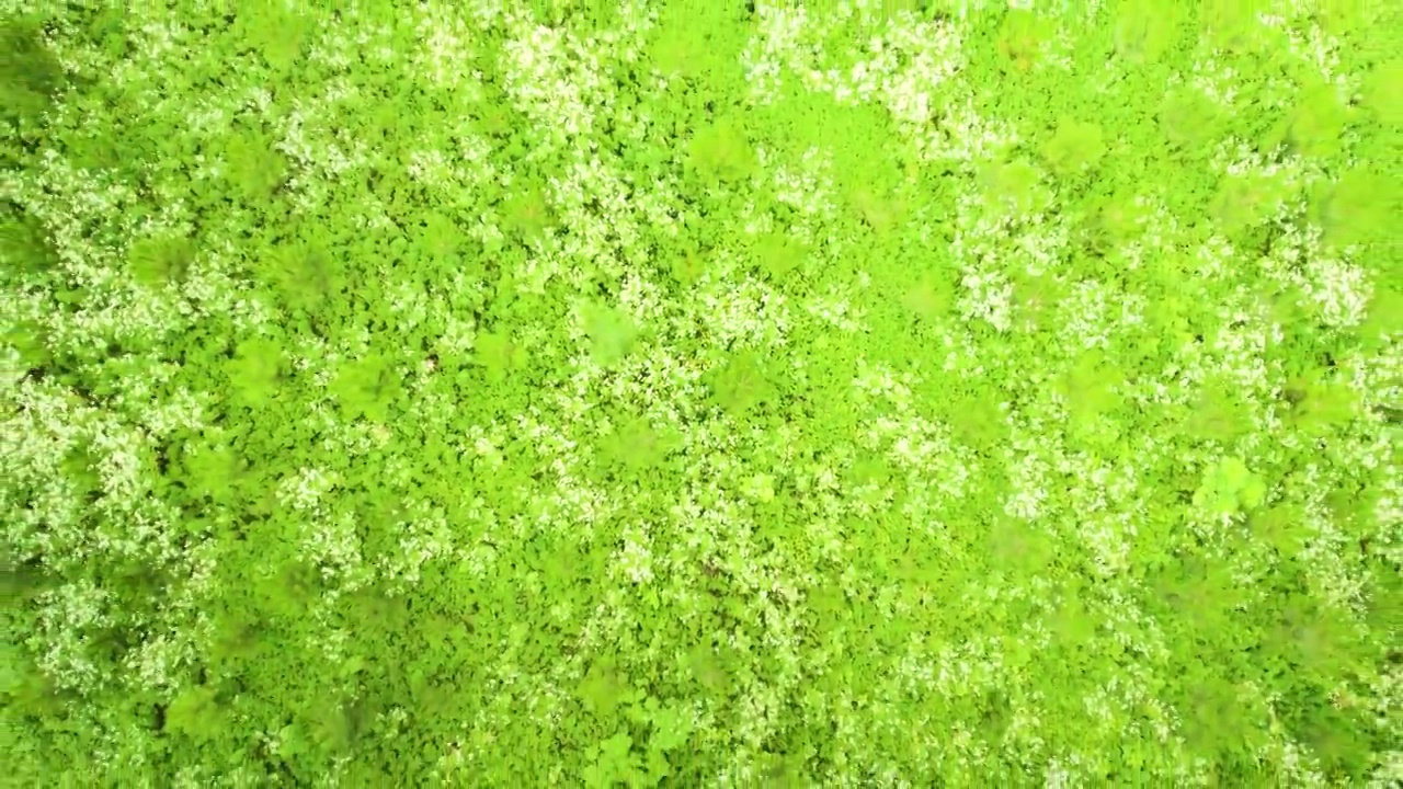 航拍绿色森林绿色苔藓花海视频素材