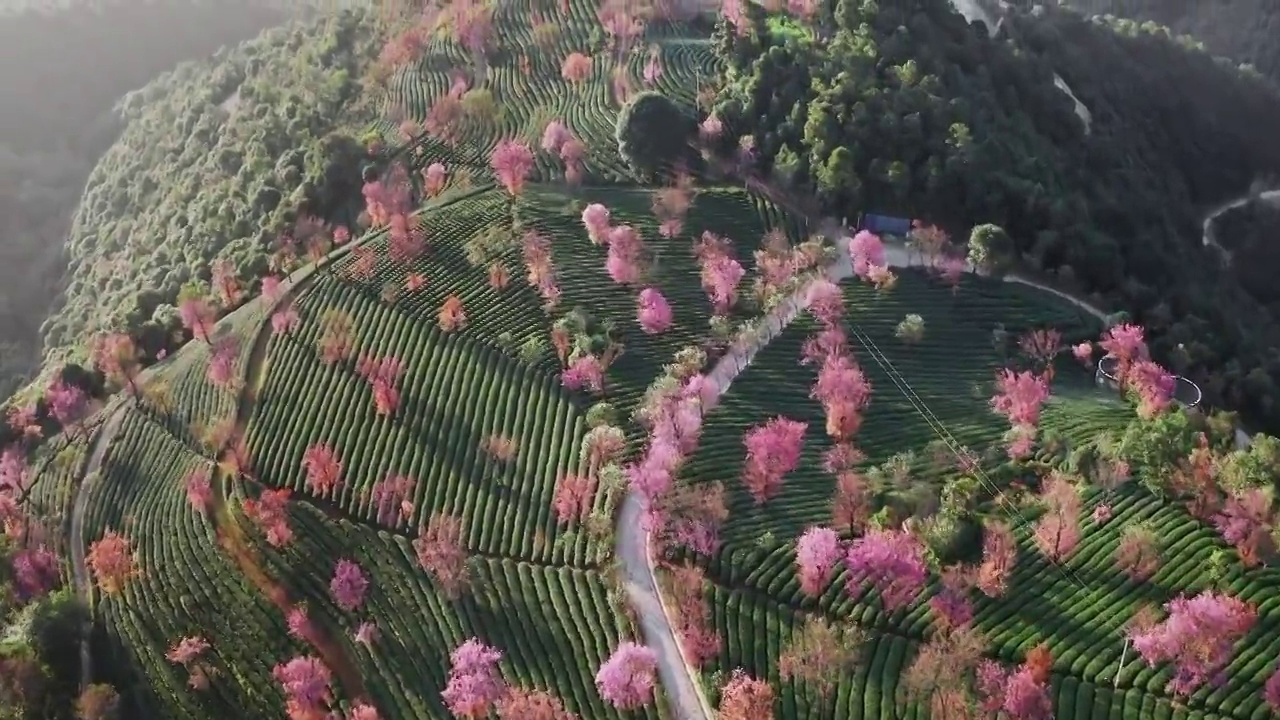 航拍云南大理无量山樱花谷的冬季樱花视频素材