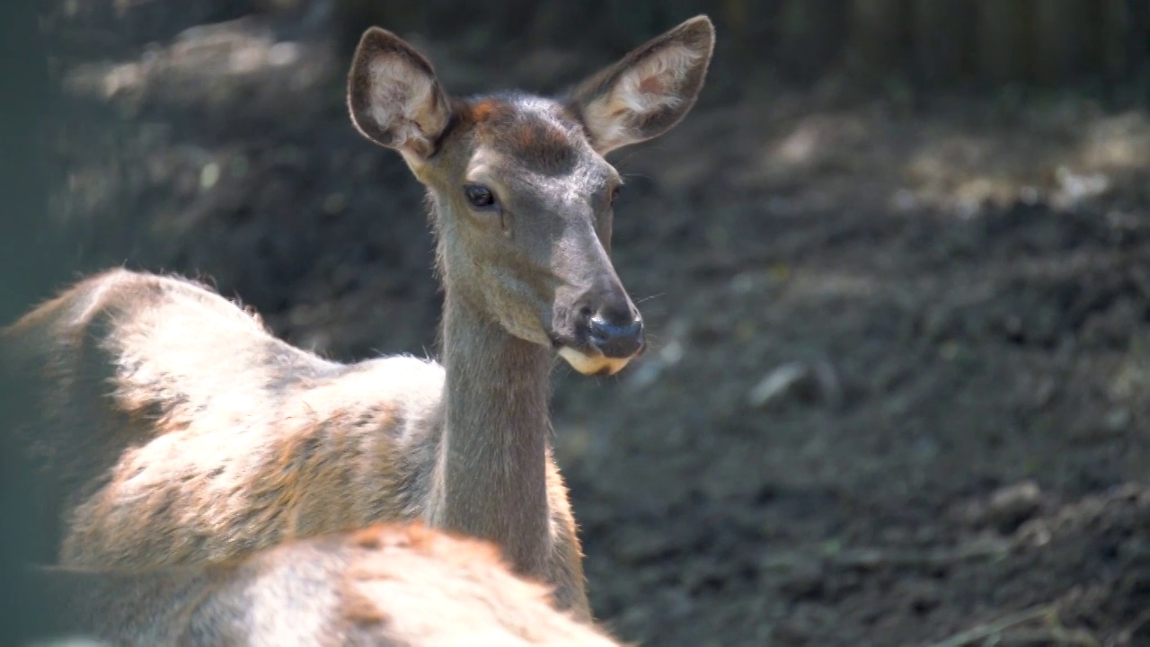 麋鹿动物的头部特写视频视频下载