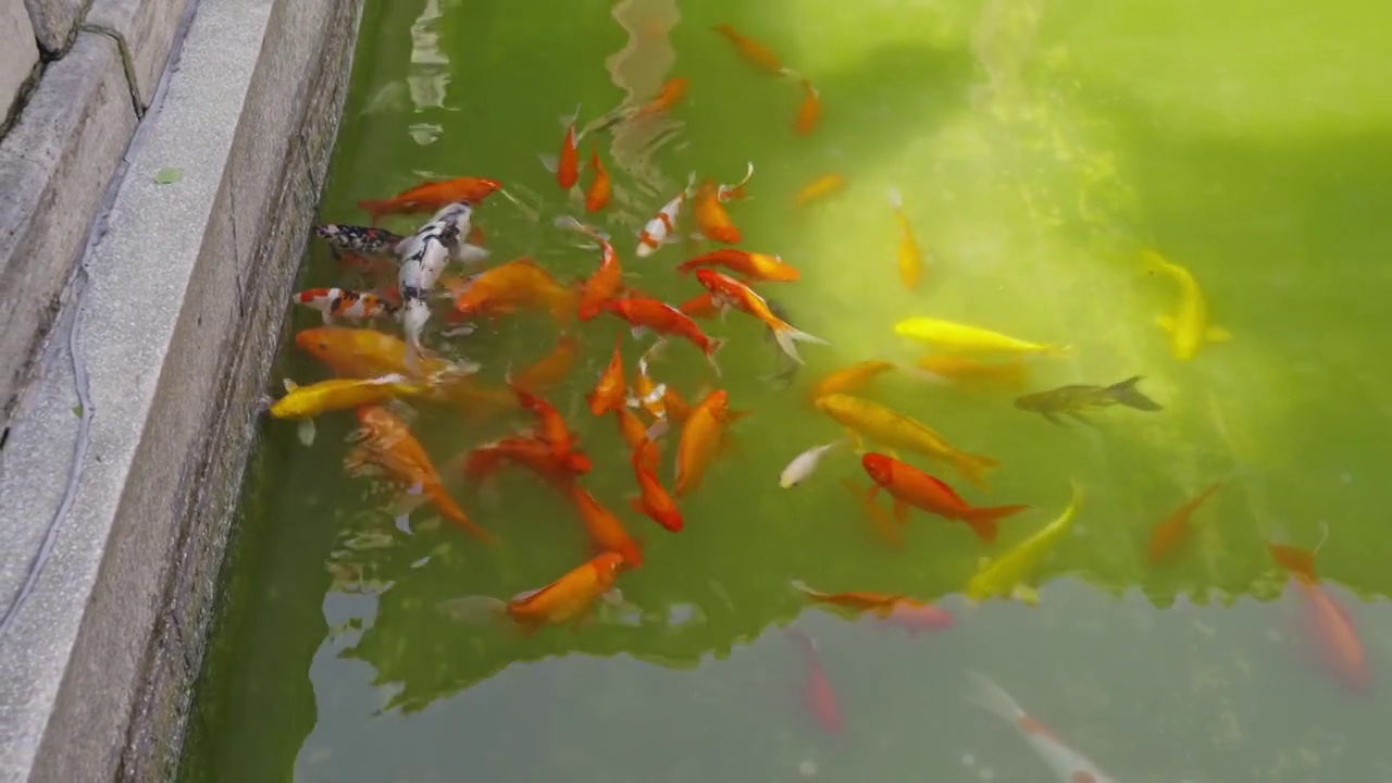 北京故宫博物院御花园水池锦鲤 4K升格视频视频下载