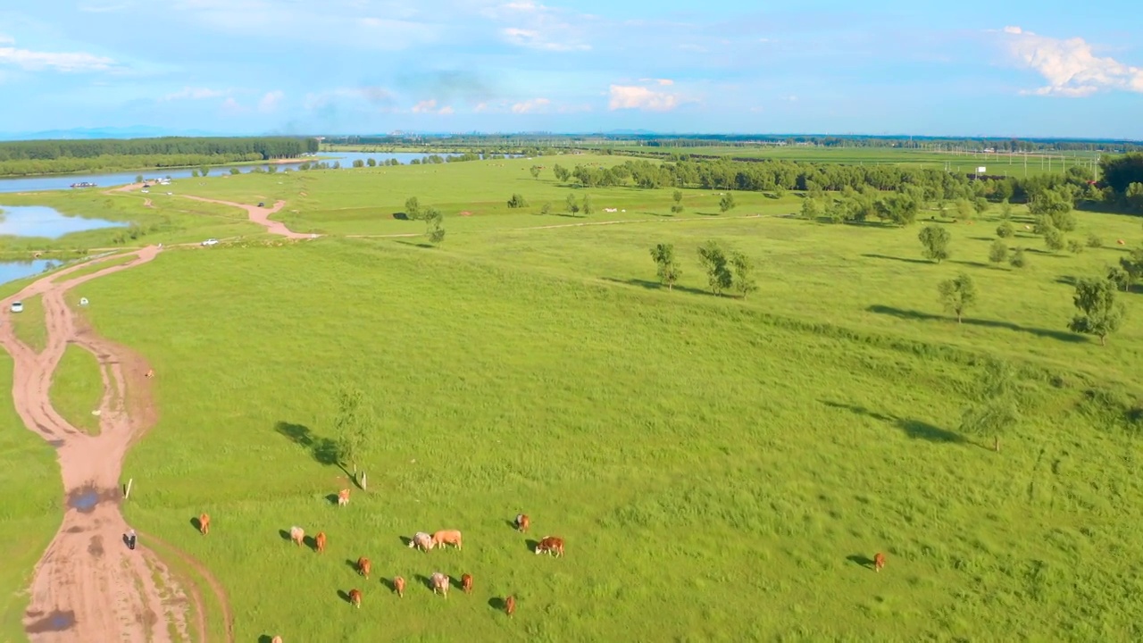 航拍牧民在草原湿地上放牧的牛群草地和天空视频素材