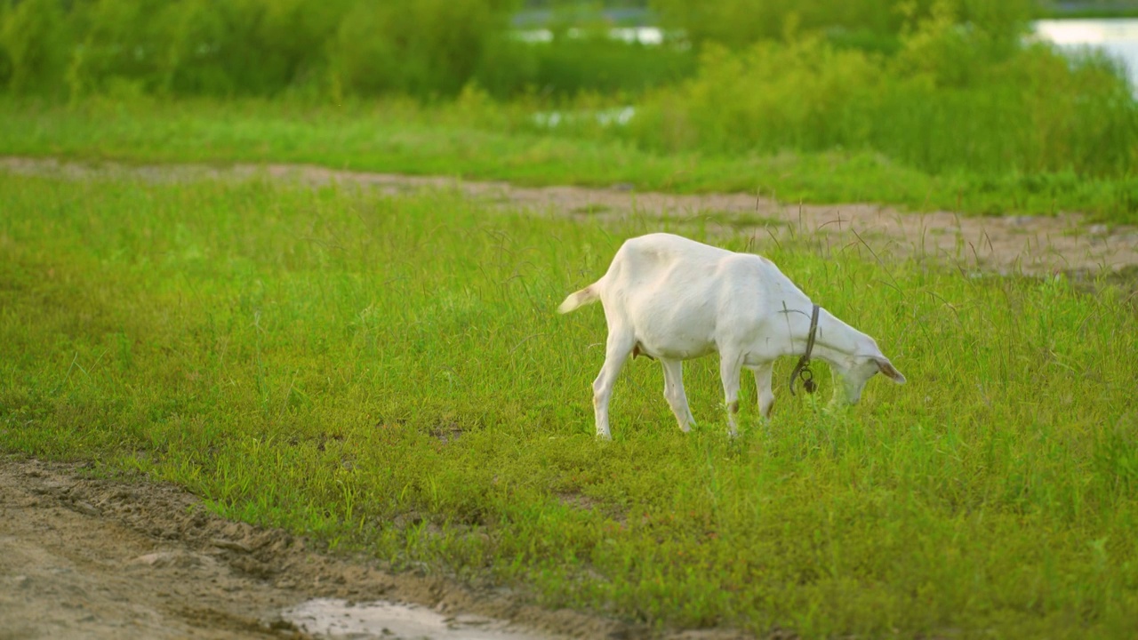 一只小羊在草原湿地上吃草视频下载