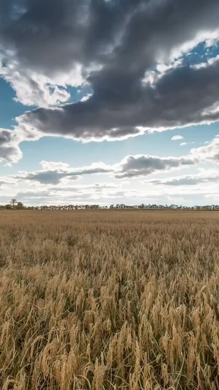 秋天水稻延时风景视频素材
