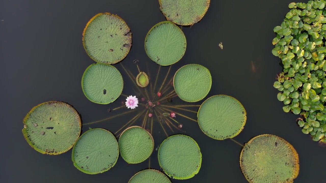 池塘里的睡莲视频素材