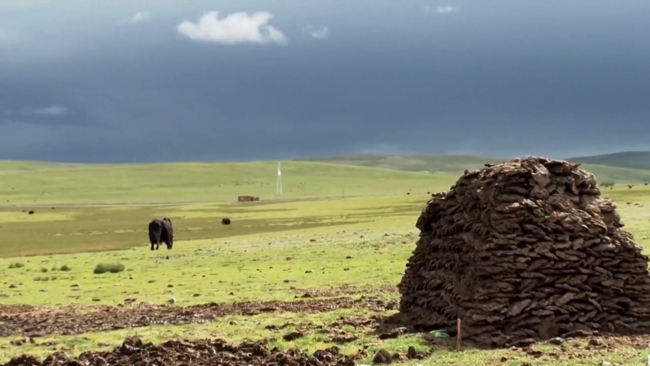 西藏青藏高原上的牦牛和奶牛挤奶工视频素材