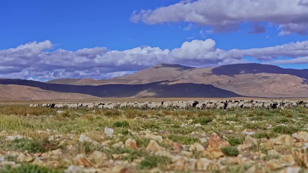 西藏草原风光羊群视频素材