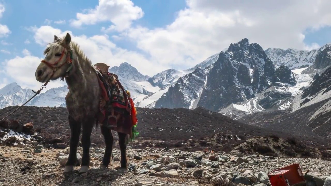 青藏高原上的马视频下载