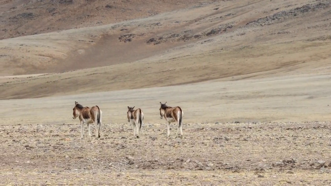 青藏高原上的藏野驴视频素材