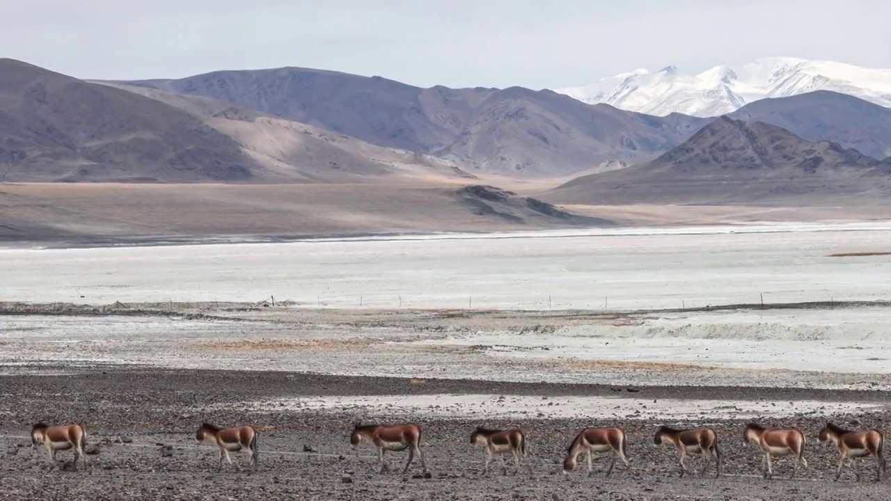 青藏高原上的藏野驴视频素材