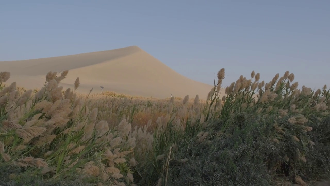 敦煌鸣沙山月牙泉景区沙丘下被风吹动的芦苇视频下载