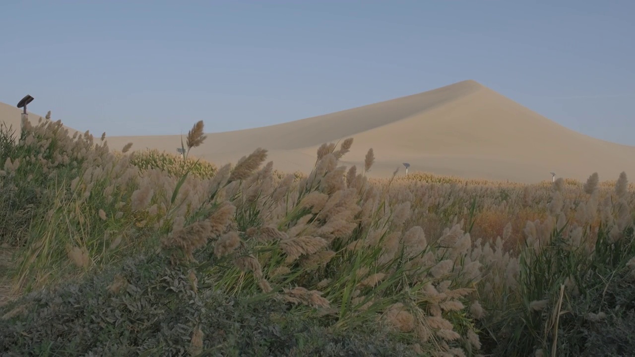 敦煌鸣沙山月牙泉景区沙丘下被风吹动的芦苇视频素材