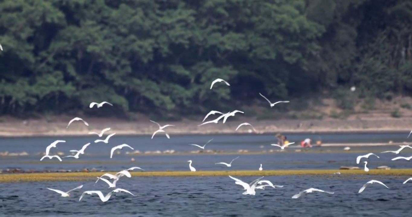 广西桂林上千只白鹭迁徙捕食4K航拍120帧升格影片视频素材