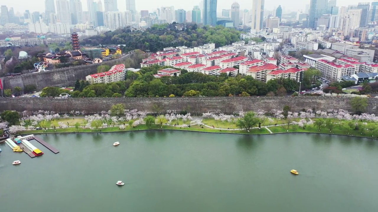 春季南京玄武湖公园与南京城墙台城景区的樱花盛开视频素材
