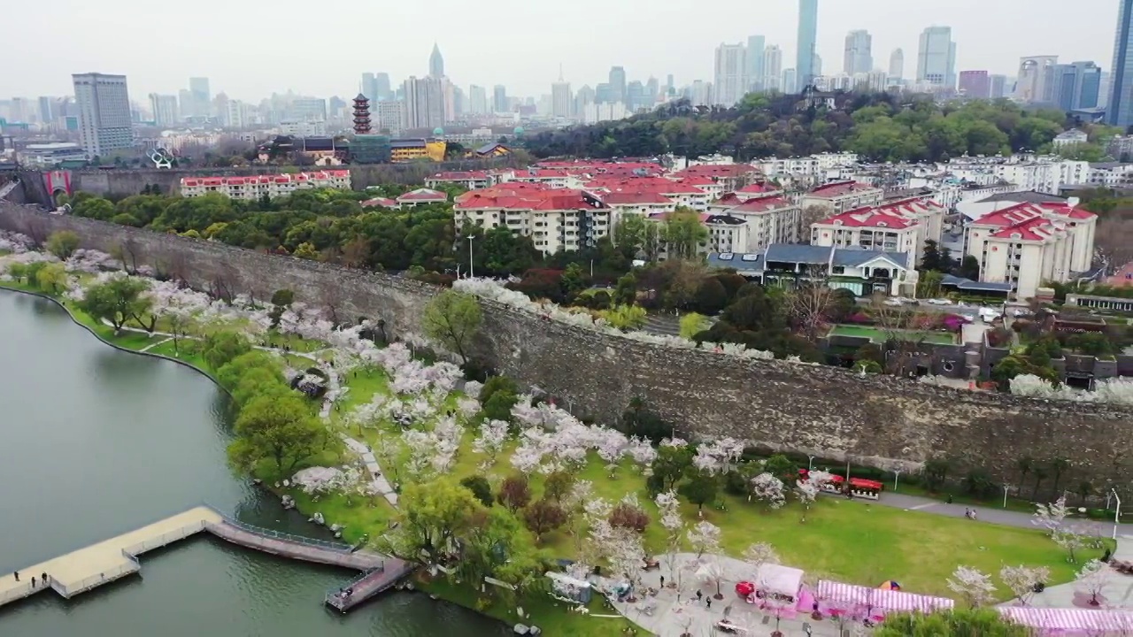 春季台城明城墙下的南京玄武湖公园樱花大道樱花盛开视频素材