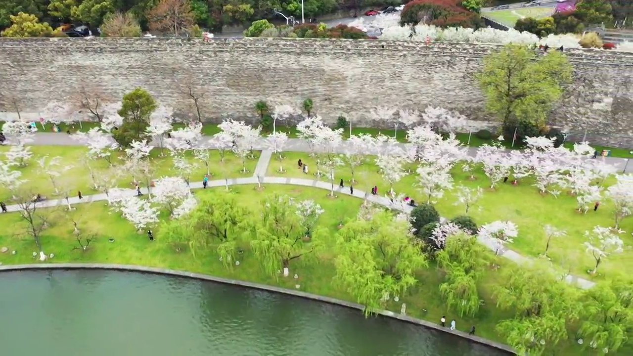 春季江苏省南京市玄武湖公园的樱花大道视频素材