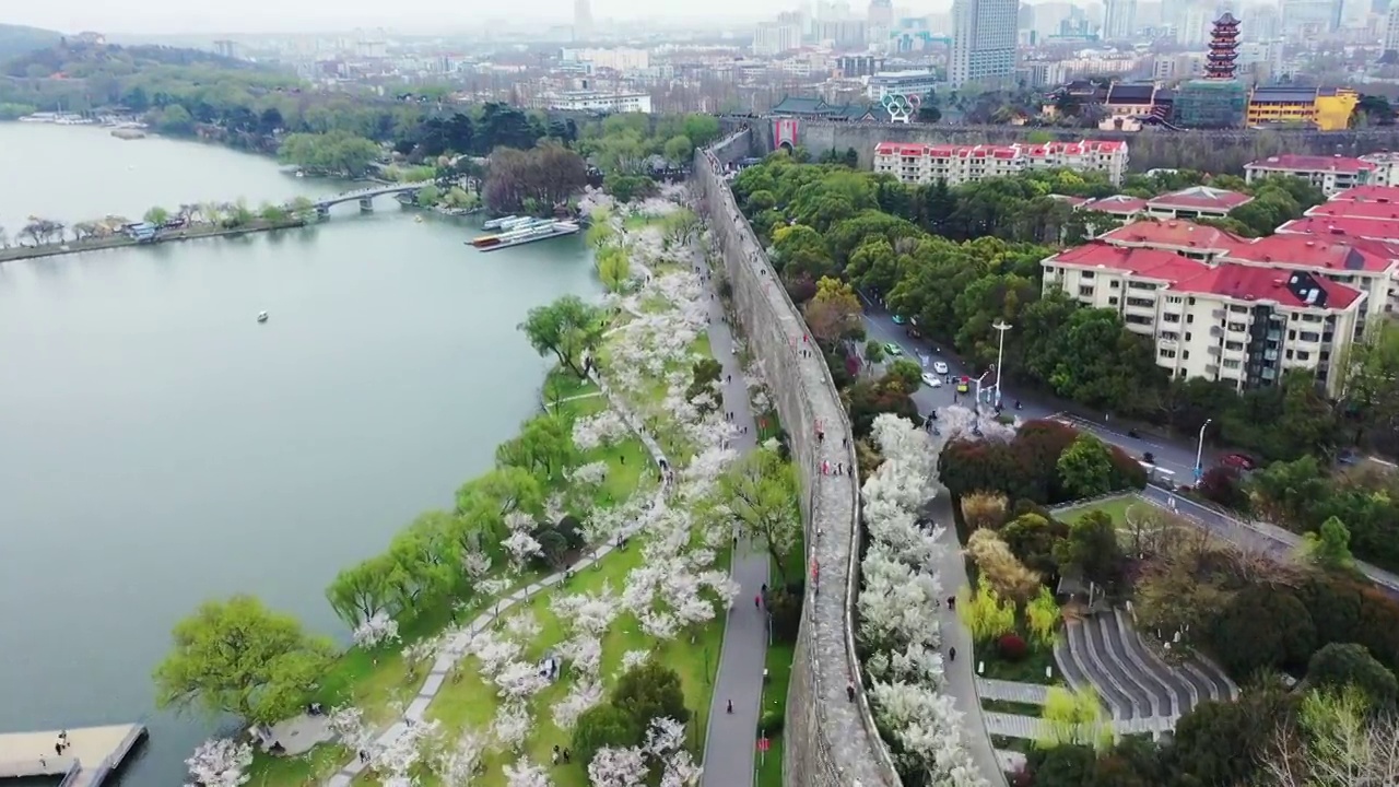 春季台城明城墙下的南京玄武湖公园樱花大道樱花盛开视频素材