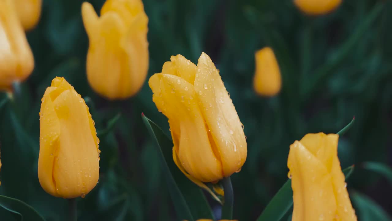 春天挂满露水的郁金香花朵特写视频素材