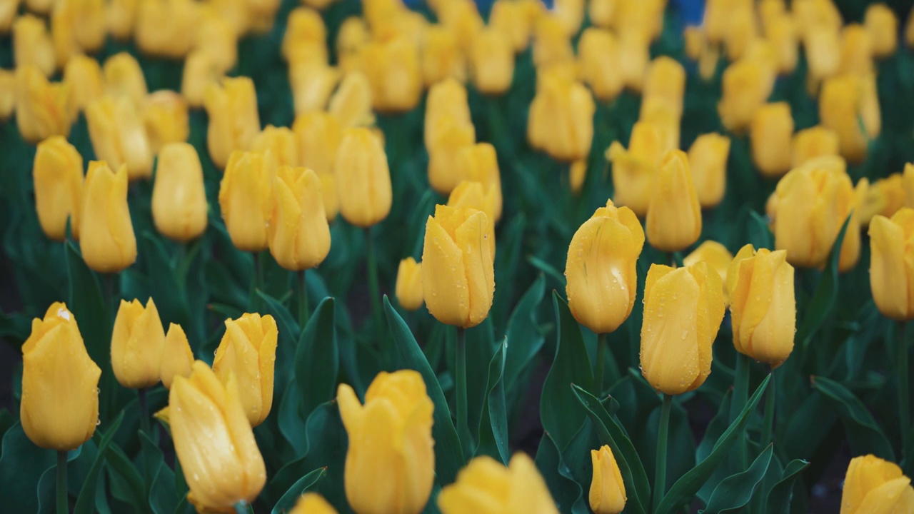 春天挂满露水的郁金香花朵特写视频素材