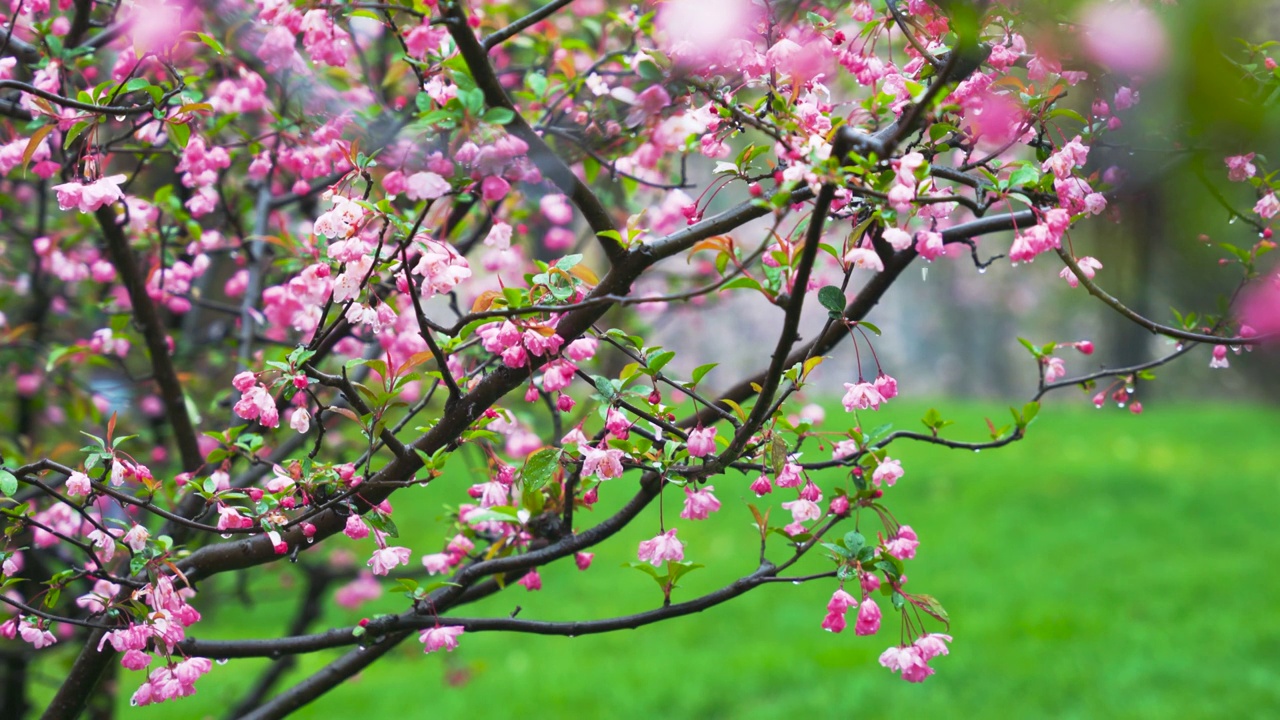 春天雨中的海棠树特写视频素材