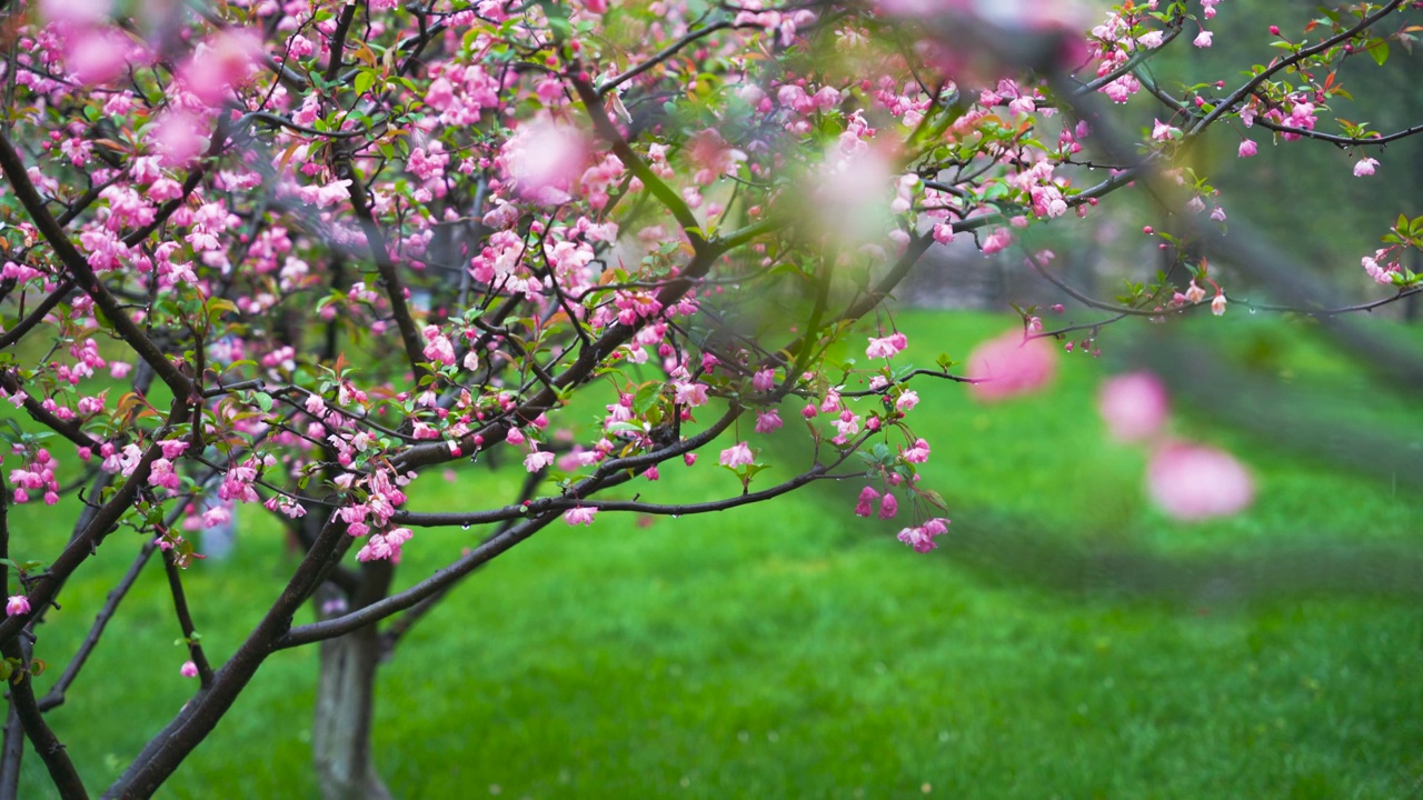 春天雨中的海棠树特写视频素材