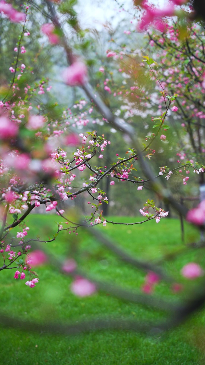 春天的雨中海棠树特写竖屏4K视频素材