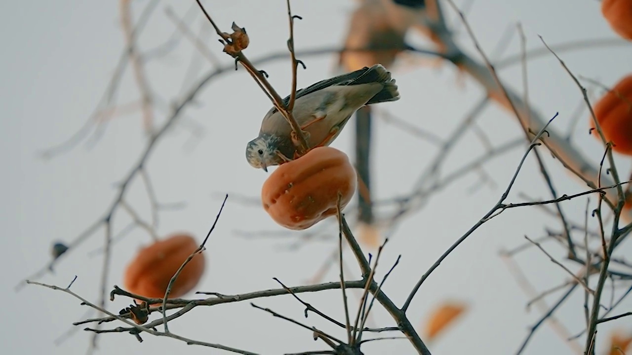 鸟吃柿子视频下载