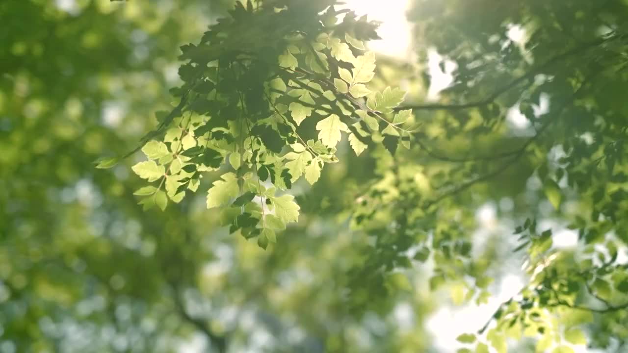 夏天正午逆光微风吹动树叶摇曳镜头下移低视角特写视频素材