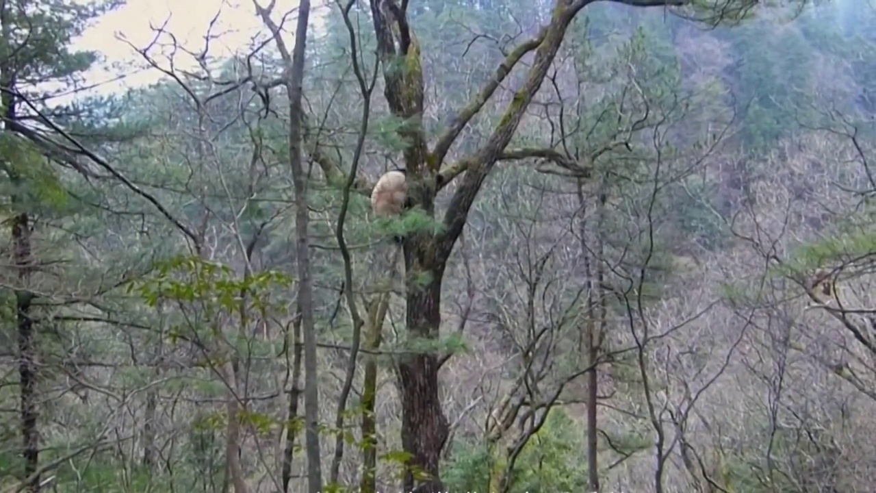 四川卧龙自然保护区的野生大熊猫视频素材