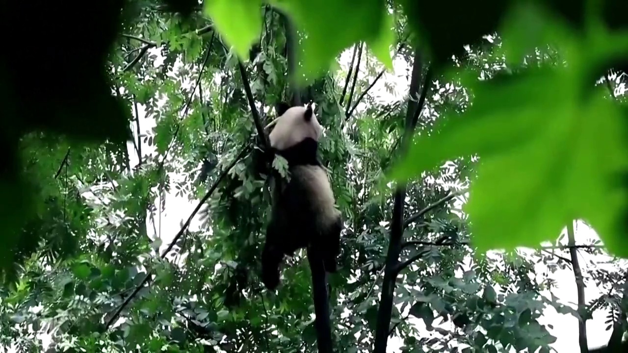 中国生态保护自然野生动物野象大象大熊猫藏羚羊视频素材