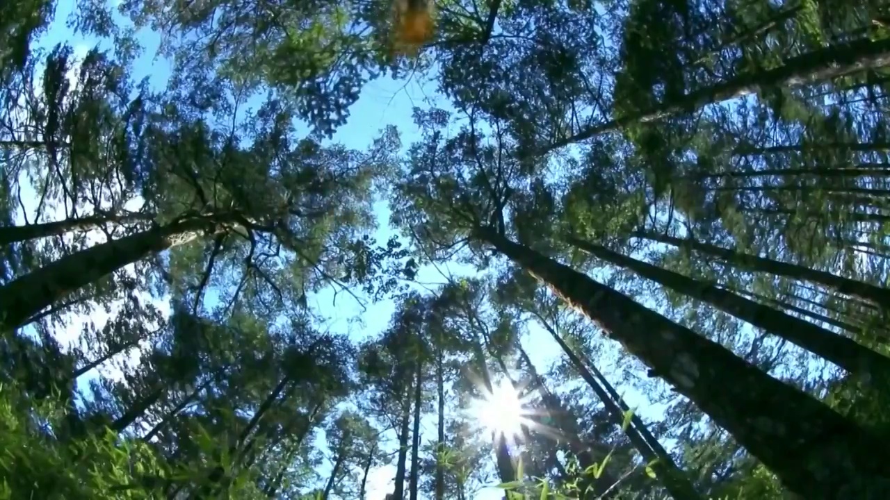 中国自然风光广角航拍森林黄龙彩池视频素材