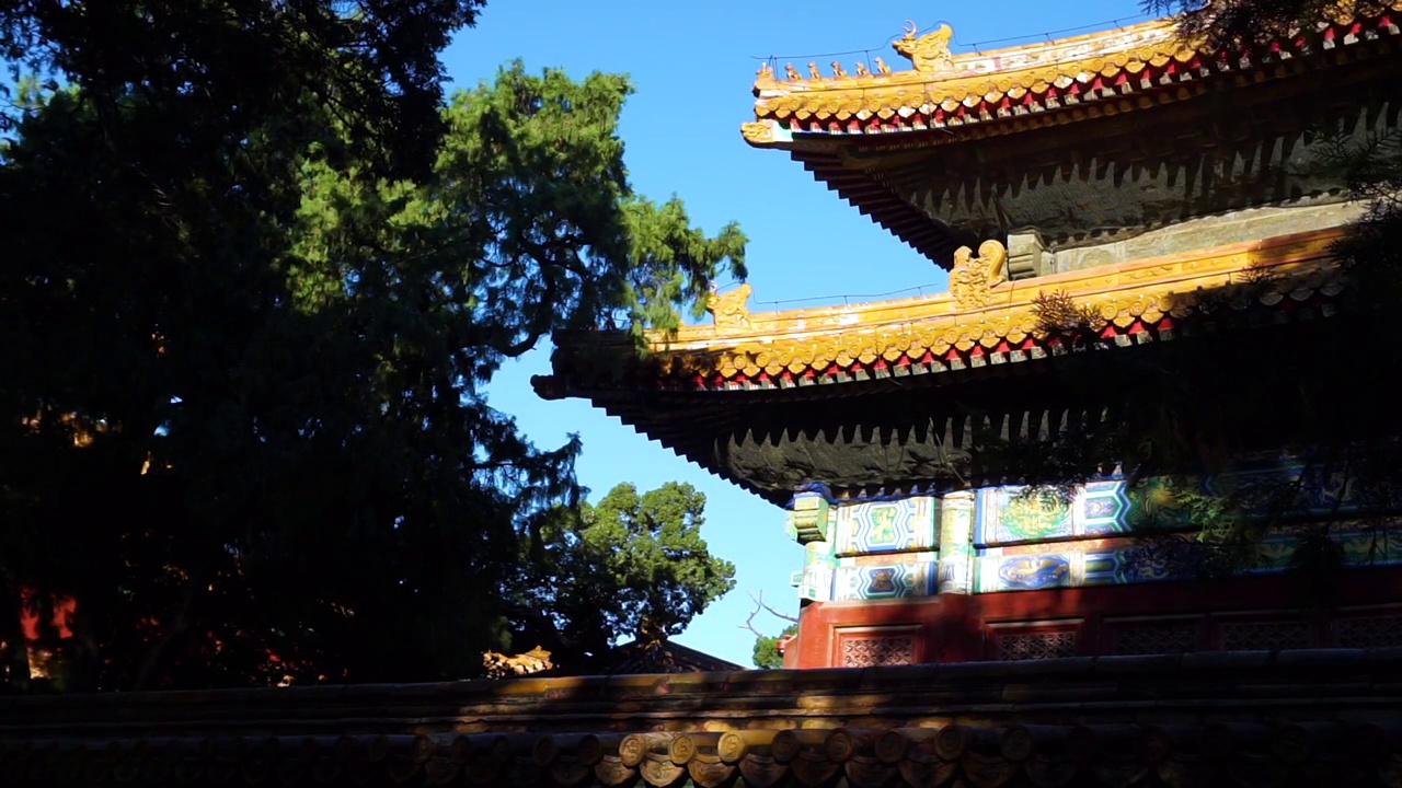 北京市故宫博物院御花园下午光影斑驳视频素材