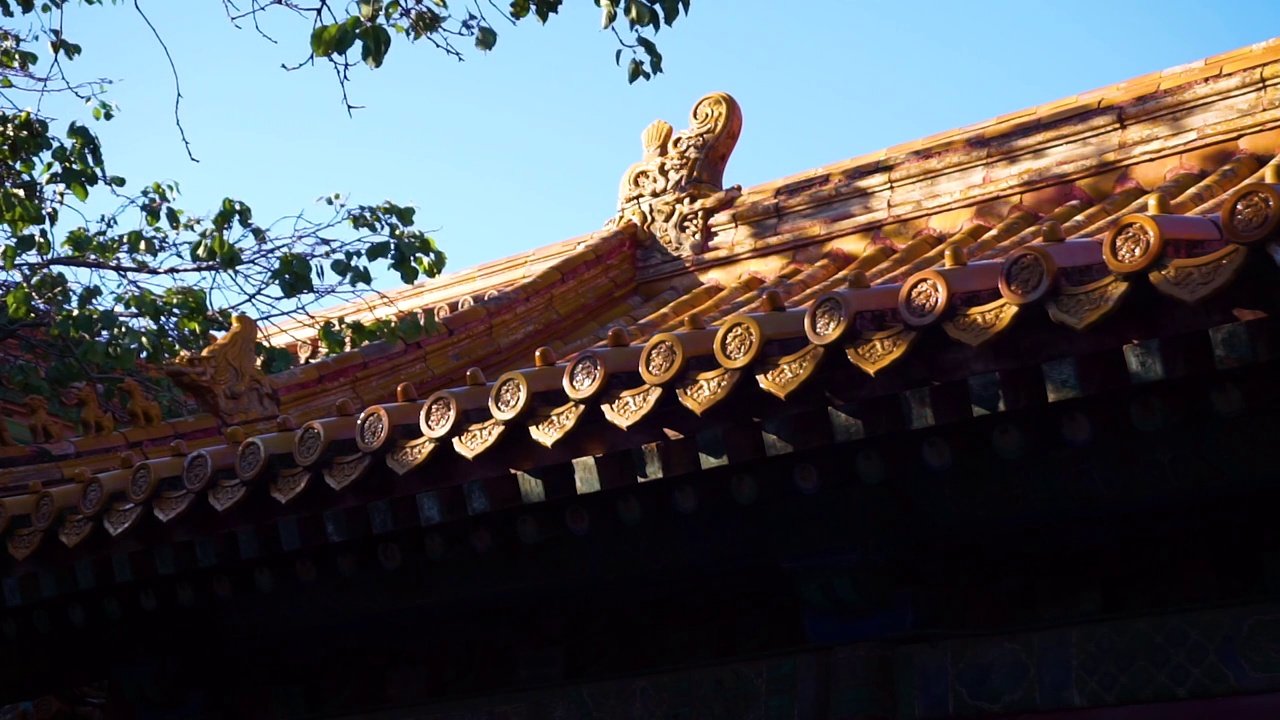 北京市故宫博物院御花园下午光影斑驳视频素材