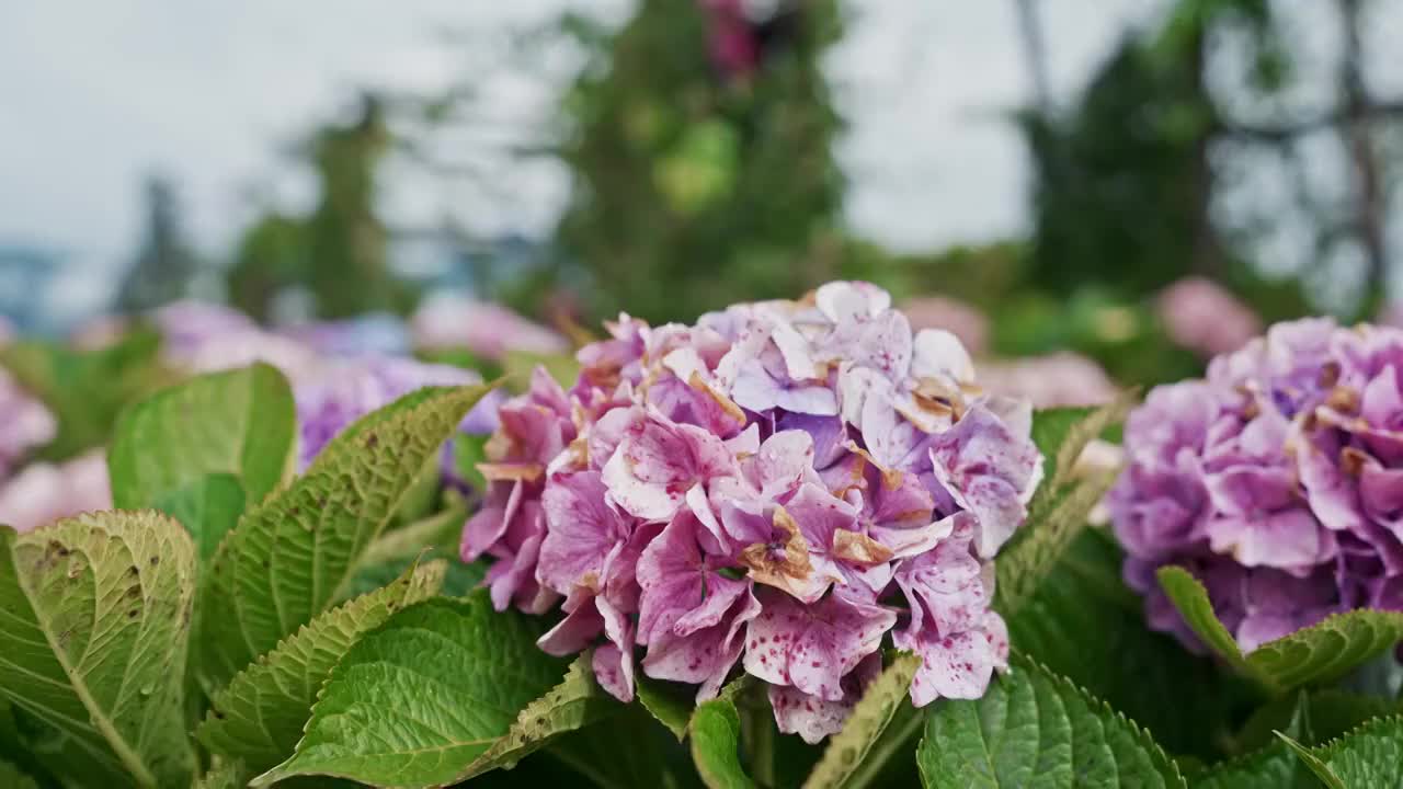紫色花瓣盛开视频下载