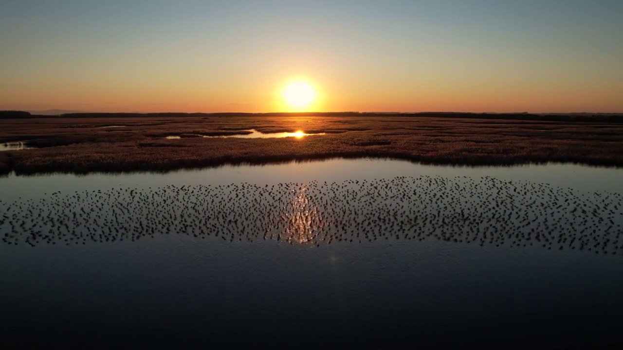 湿地候鸟视频素材