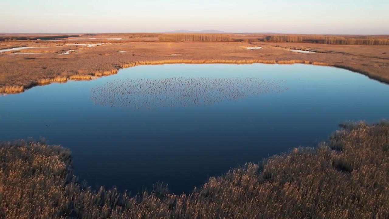湿地候鸟视频素材