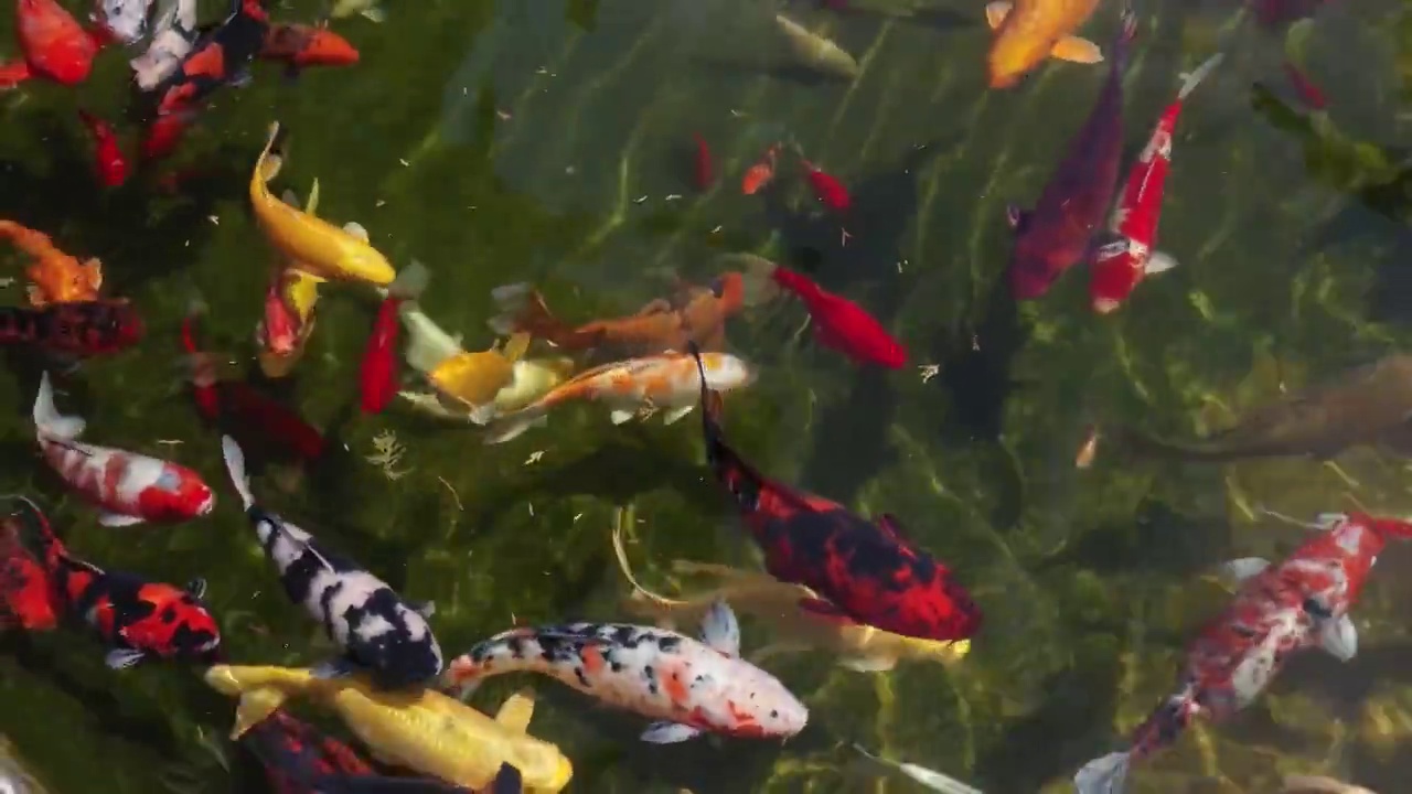 一群金鱼池塘游,貌似一个海底世界一般视频素材