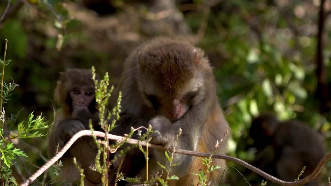 西藏猕猴,野生动物,幼兽,森林，猴子一家视频素材